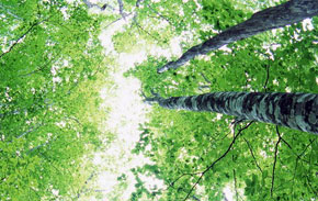 Foto: bajstock.com Baum
