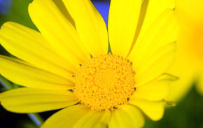 Blume
