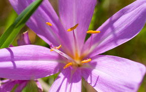 Blume