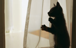 Katze