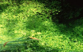 Foto: photorack.net Teich