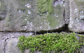 Foto: designerzone.de/Markus Winkelmann Wand mit Moos
