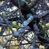 Apfelbaum