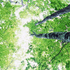 Baum