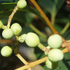 Beeren