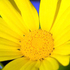 Blume