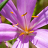 Blume
