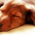 Hund