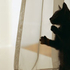 Katze