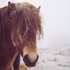 Pferd