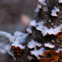 Schneewald